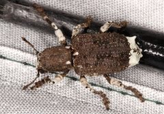 Aesiotes leucurus