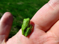 Hyla orientalis
