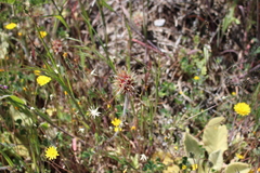 Trifolium stellatum