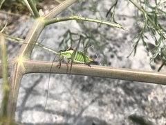 Poecilimon zimmeri