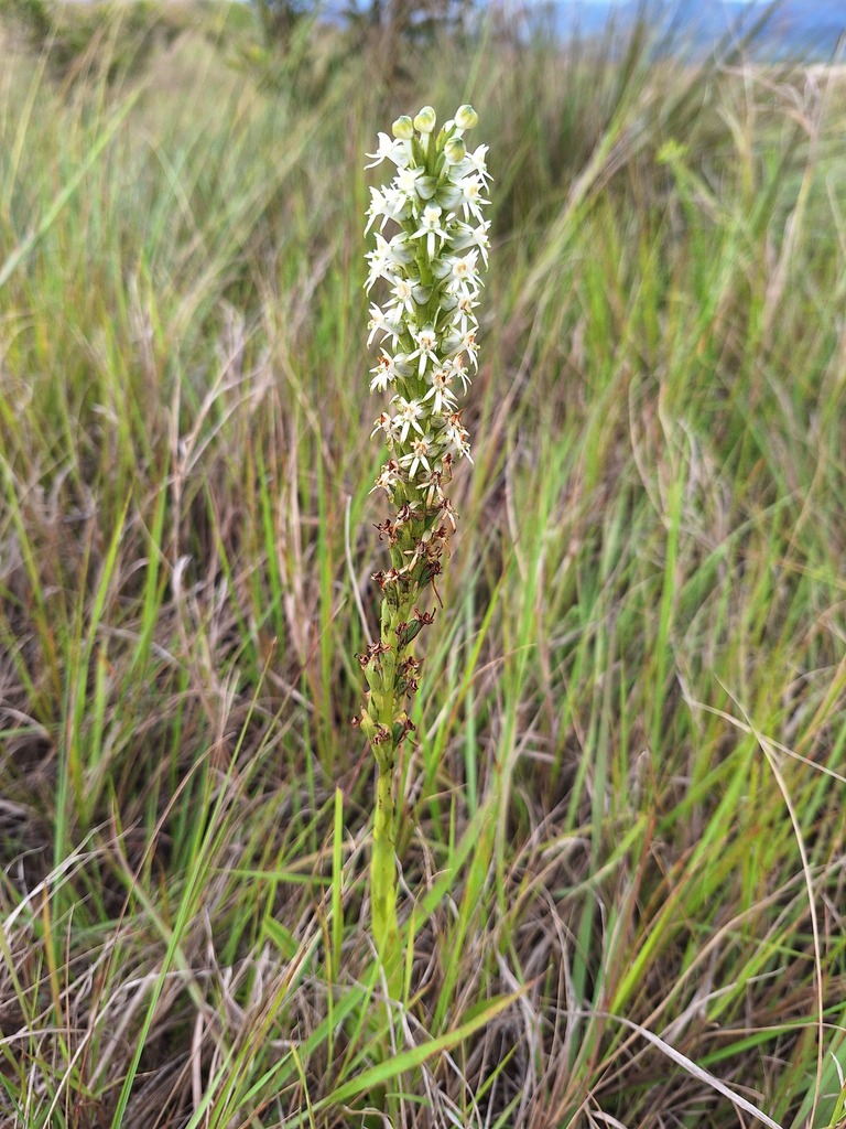 Death Orchid from Ehlanzeni District Municipality, South Africa on ...