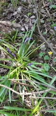 Hyacinthoides