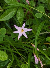 Zephyranthes rosea