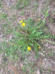 Taraxacum