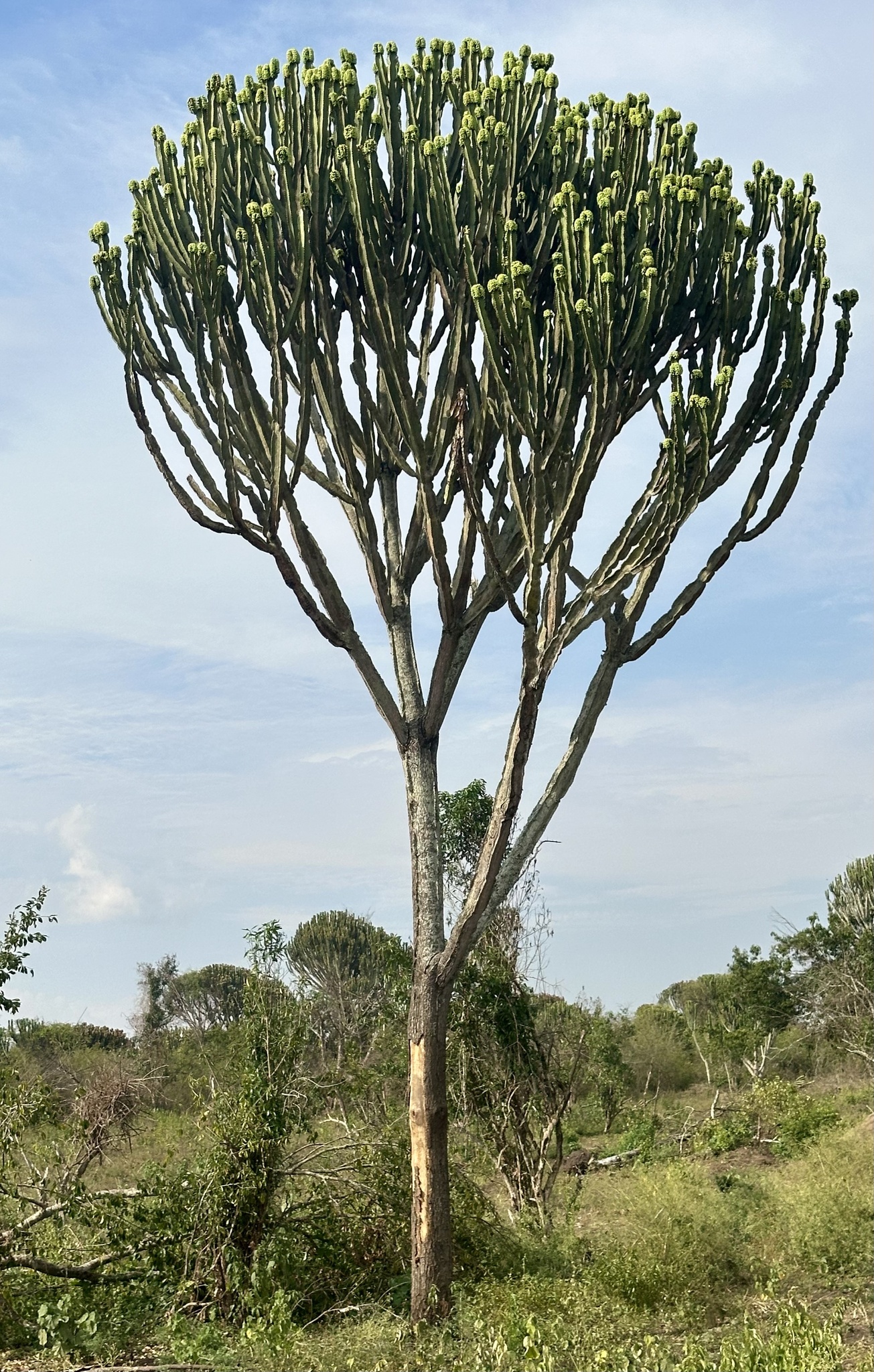Imagem de Cacto-candelabro