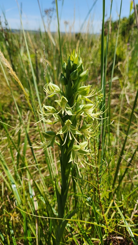 Habenaria macronectar