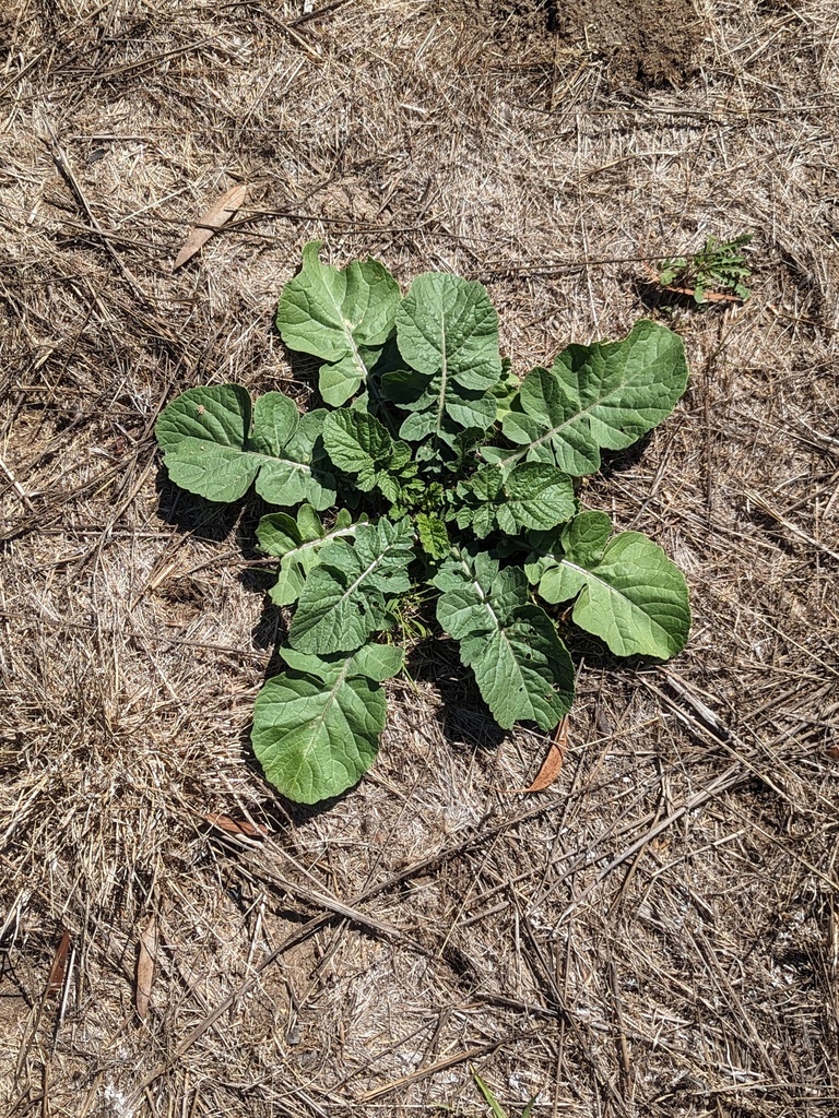 annual bastard cabbage from Kangarilla SA 5157, Australia on February 6