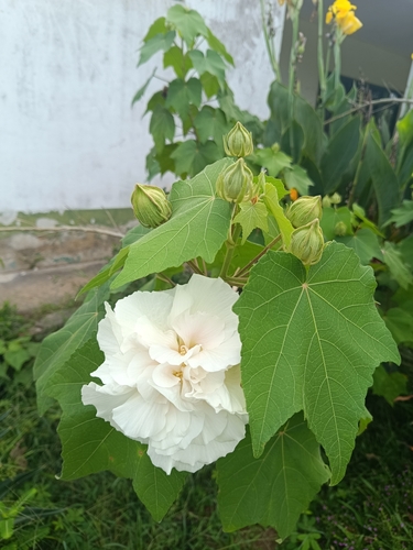 Foto de Algodão-de-seda