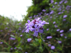 Glandularia lilacina