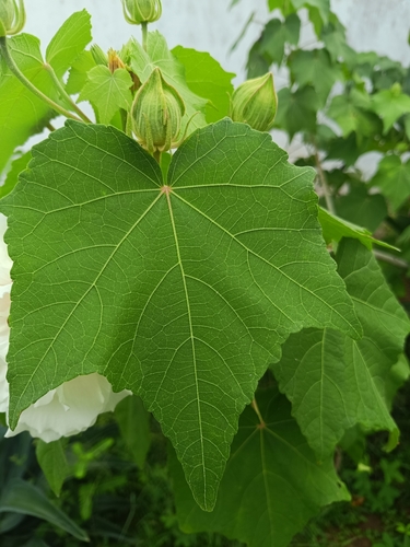 Foto de Algodão-de-seda