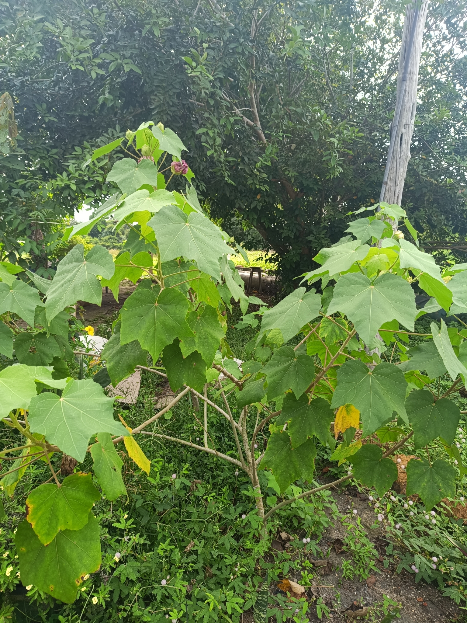 Imagem de Algodão-de-seda