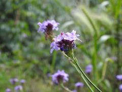 Glandularia lilacina