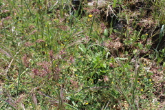 Poa bulbosa vivipara