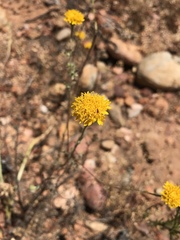 Chaenactis glabriuscula