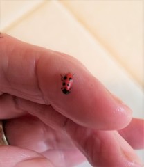 Pelonides quadrinotata