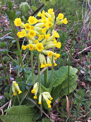 Primula veris
