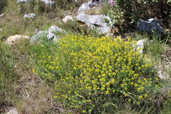 Euphorbia spinosa
