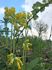 Primula veris