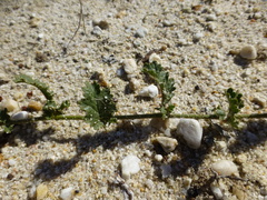 Hermannia scabricaulis