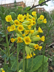 Primula veris