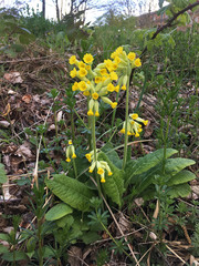 Primula veris
