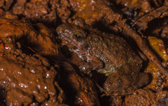 Leith's Frog photo 2