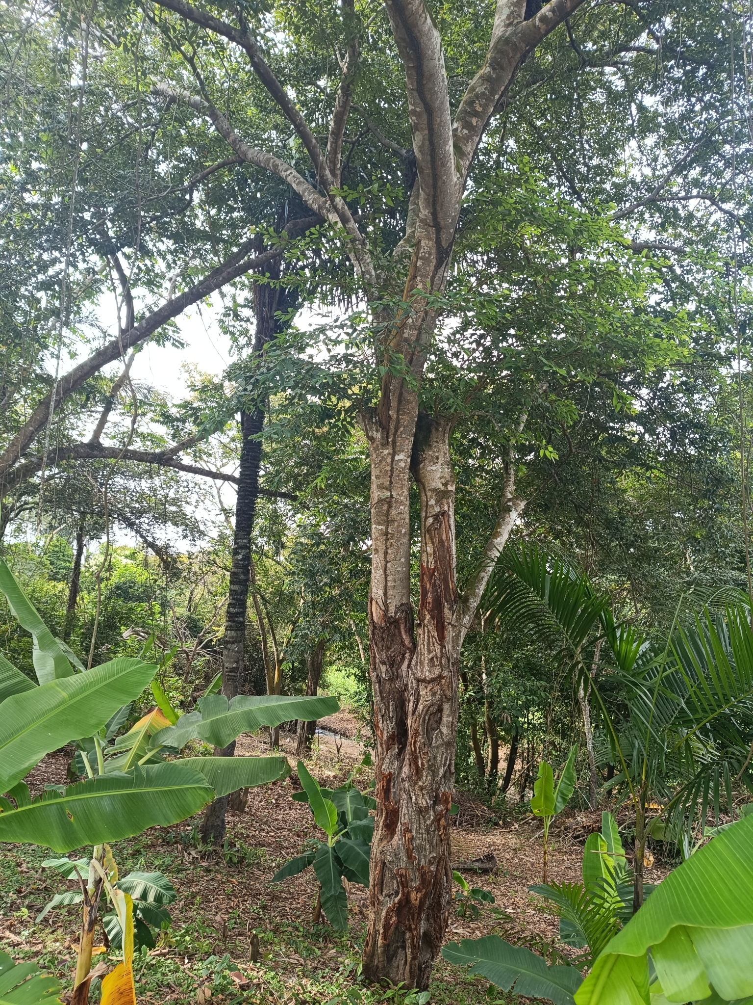 Imagem de Jatobá