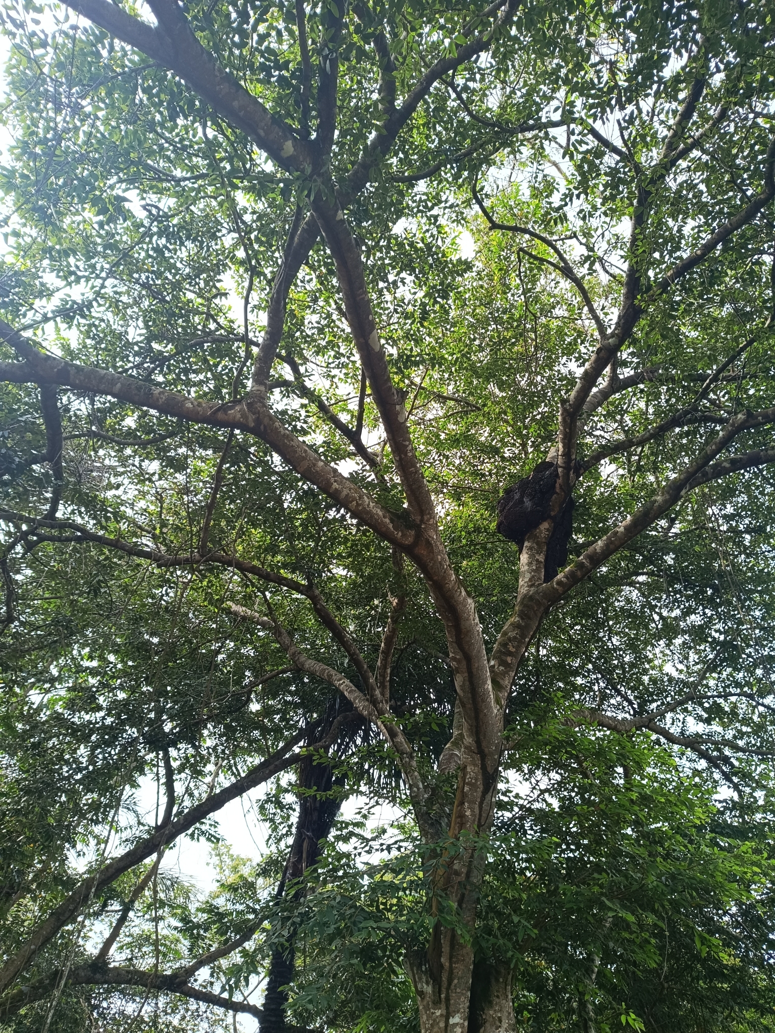 Imagem de Jatobá
