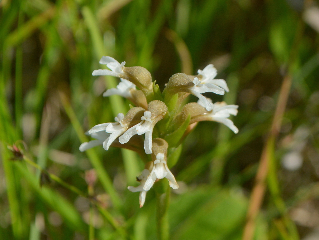 Veyretia hassleri