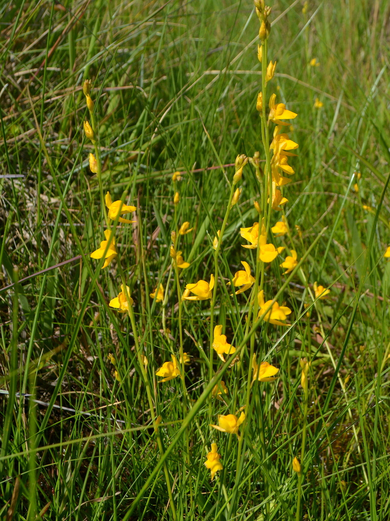 Utricularia laxa