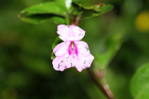 Image of Impatiens platypetala by (c) Samuel GUIRAUDOU, some rights reserved (CC BY)