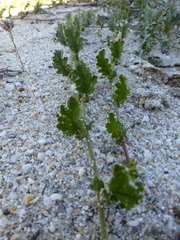 Hermannia scabricaulis