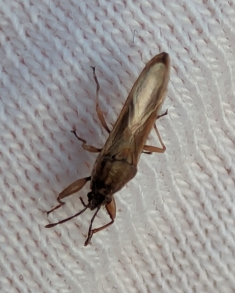 Opistostenus indicus