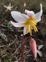 Erythronium helenae