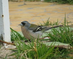Fringilla coelebs africana