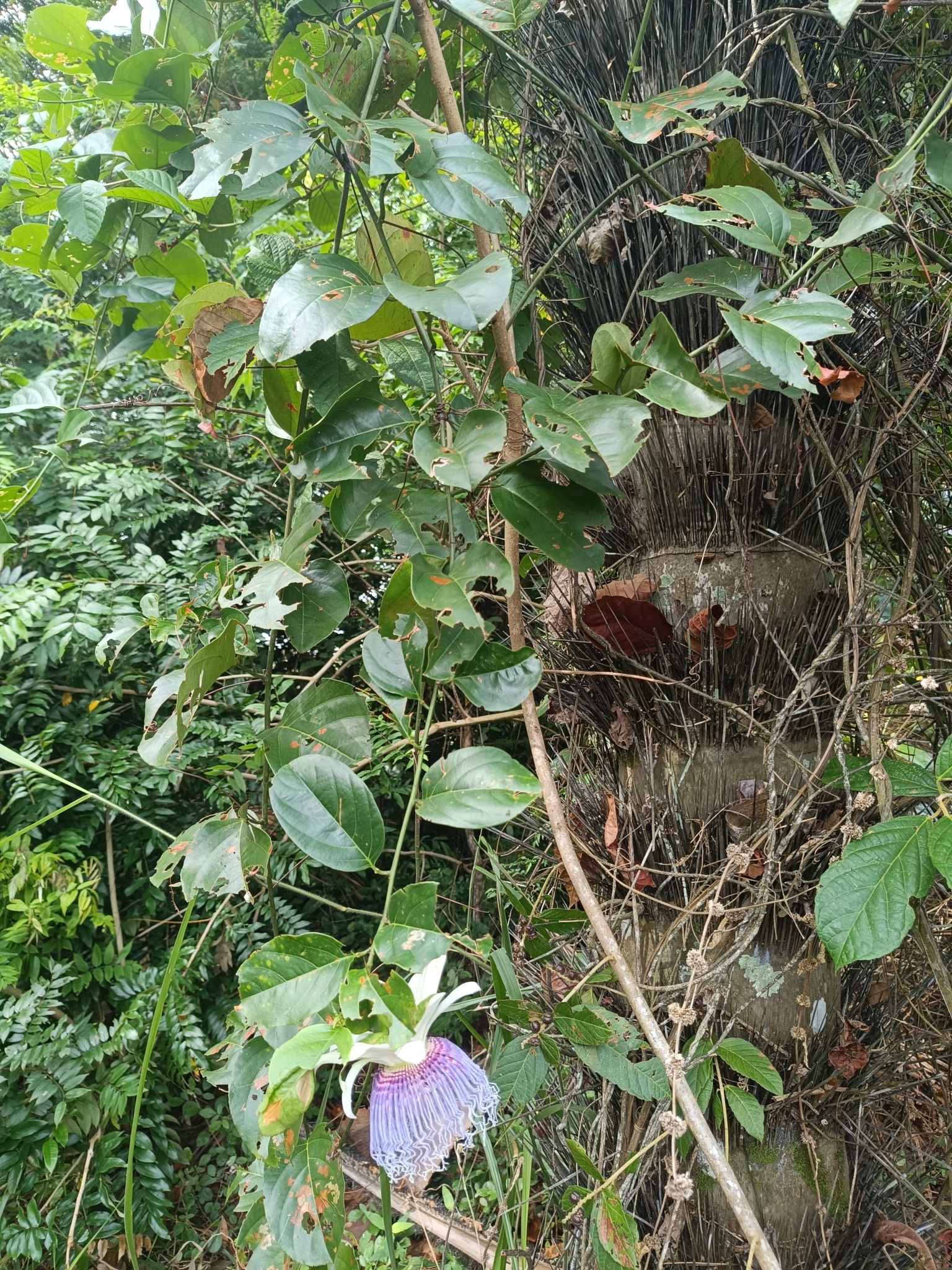 Imagem de Maracujá-do-mato