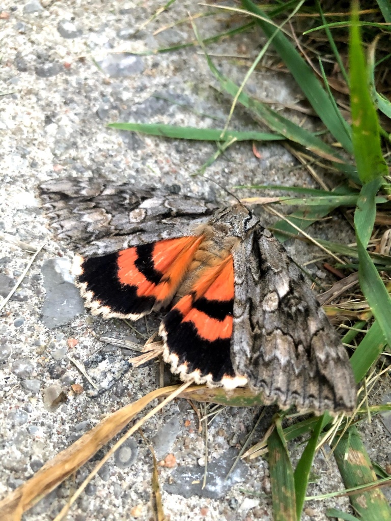 Mother Underwing Moth