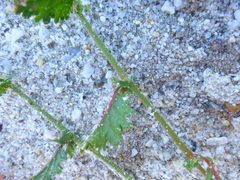 Hermannia scabricaulis