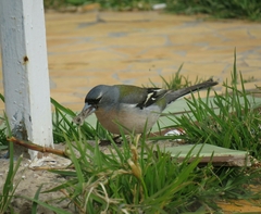 Fringilla coelebs africana