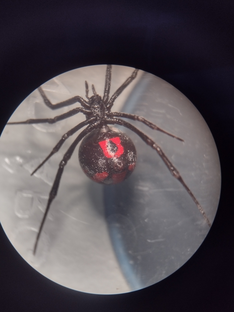 Latrodectus corallinus