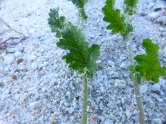 Hermannia scabricaulis