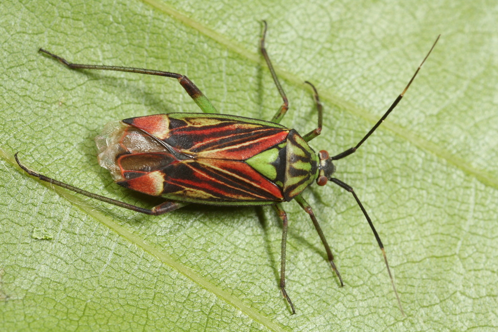 Actinonotus pulcher
