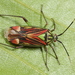 Actinonotus pulcher - Photo (c) ingridaltmann,  זכויות יוצרים חלקיות (CC BY)