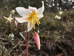 Erythronium helenae