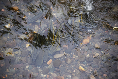 Catostomus occidentalis