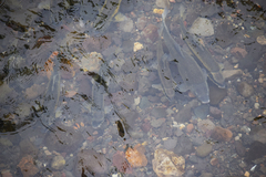 Catostomus occidentalis