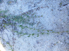 Hermannia scabricaulis