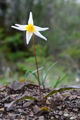Erythronium helenae