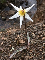 Erythronium helenae