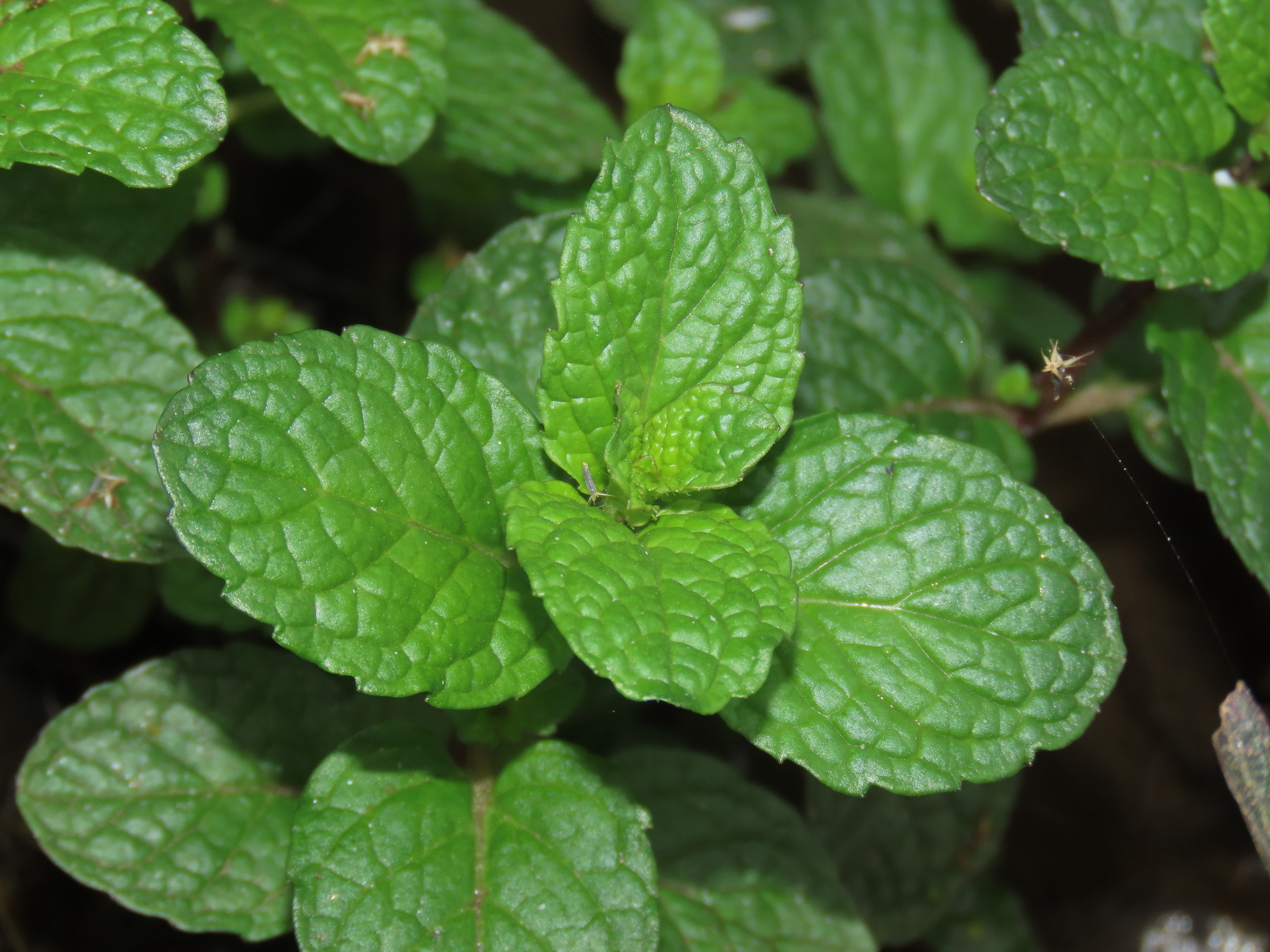 Imagem de Hortelã-verde